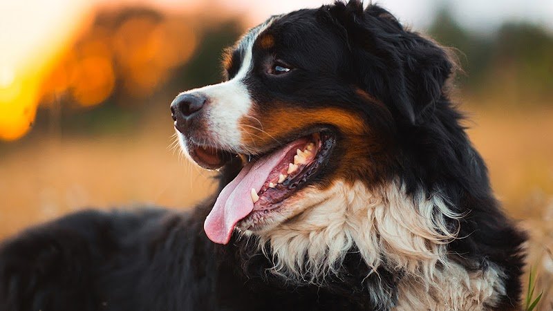 ENSEIGNEMENT CANIN NORMANDIE - photo 1