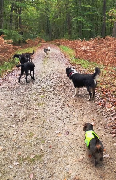 ENSEIGNEMENT CANIN NORMANDIE - photo 2