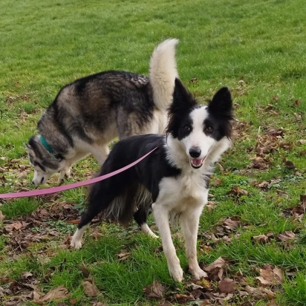 ENSEIGNEMENT CANIN NORMANDIE - photo 3