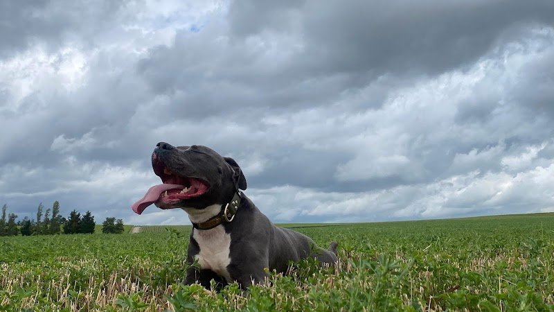 Champagny Dog - Éducateur canin