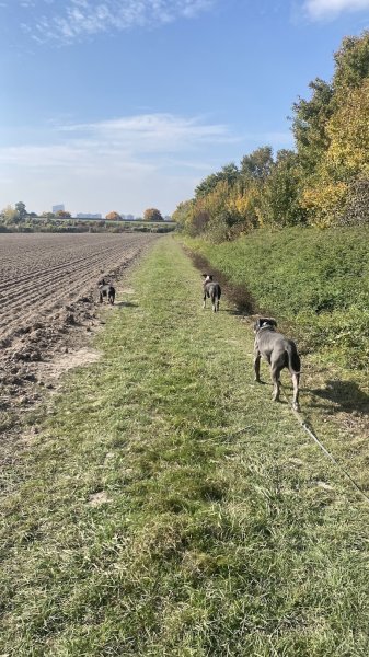 Champagny Dog - Éducateur canin - photo 2