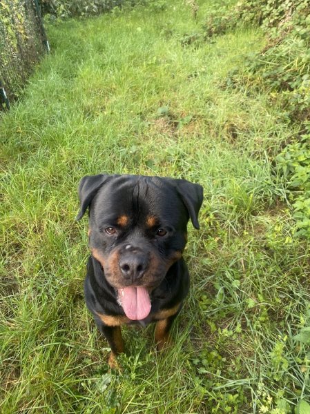 Champagny Dog - Éducateur canin - photo 3