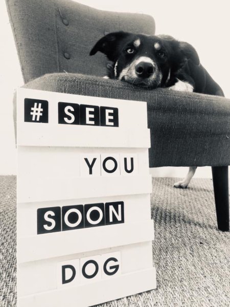 See You Soon Dog - photo 2
