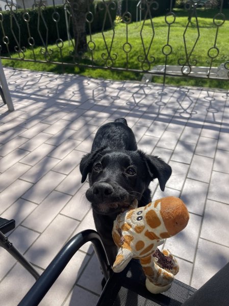 Lucille Pawsitive, éducateur et comportementaliste canin - photo 2