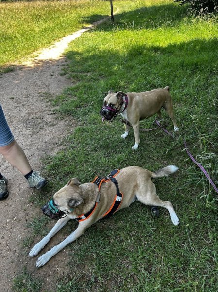 Lucille Pawsitive, éducateur et comportementaliste canin - photo 3
