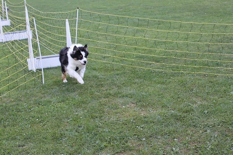 Besançon Club Canin - photo 2