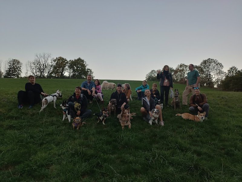 Le langage du chien - Éducateur et comportementaliste canin Besançon