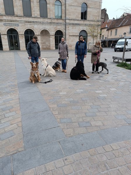 Le langage du chien - Éducateur et comportementaliste canin Besançon - photo 2