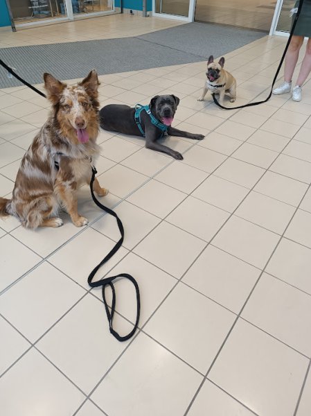 Le langage du chien - Éducateur et comportementaliste canin Besançon - photo 3