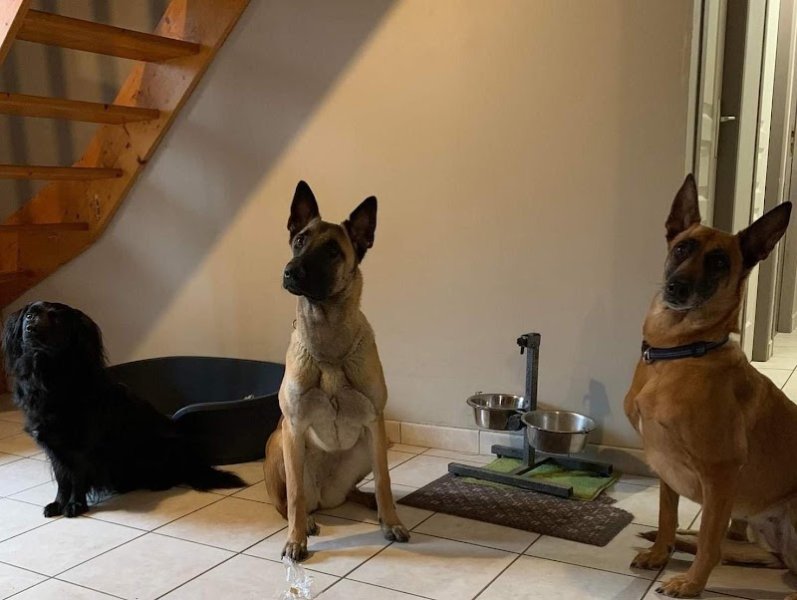 Au Bon Chien - photo 3