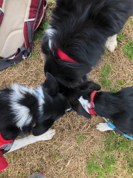 M-Y Toutou Academy - Éducateur et comportementaliste canin - Sochaux Montbéliard Belfort