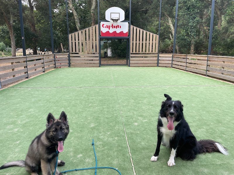 M-Y Toutou Academy - Éducateur et comportementaliste canin - Sochaux Montbéliard Belfort - photo 2