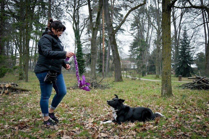 M-Y Toutou Academy - Éducateur et comportementaliste canin - Sochaux Montbéliard Belfort - photo 3