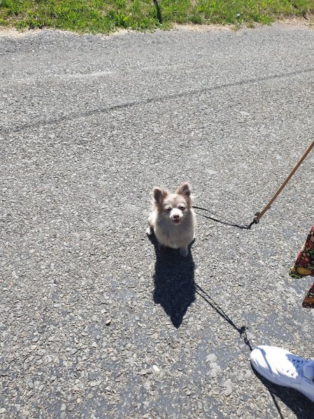 Dog Activity - Educateur et comportementaliste canin sur Pontarlier et ses alentours - photo 1