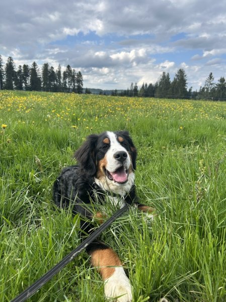 Dog Activity - Educateur et comportementaliste canin sur Pontarlier et ses alentours - photo 2