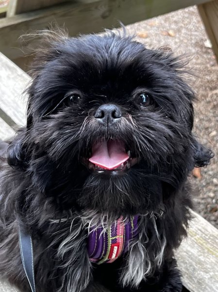 L'empreinte canine - photo 3