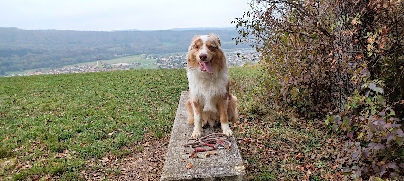 Plenitude Canine - photo 1