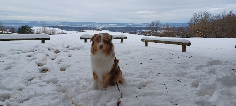 Plenitude Canine - photo 2