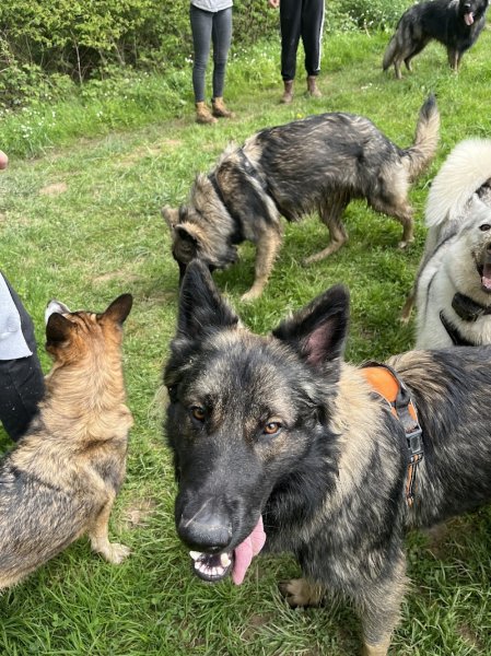 Plenitude Canine - photo 3