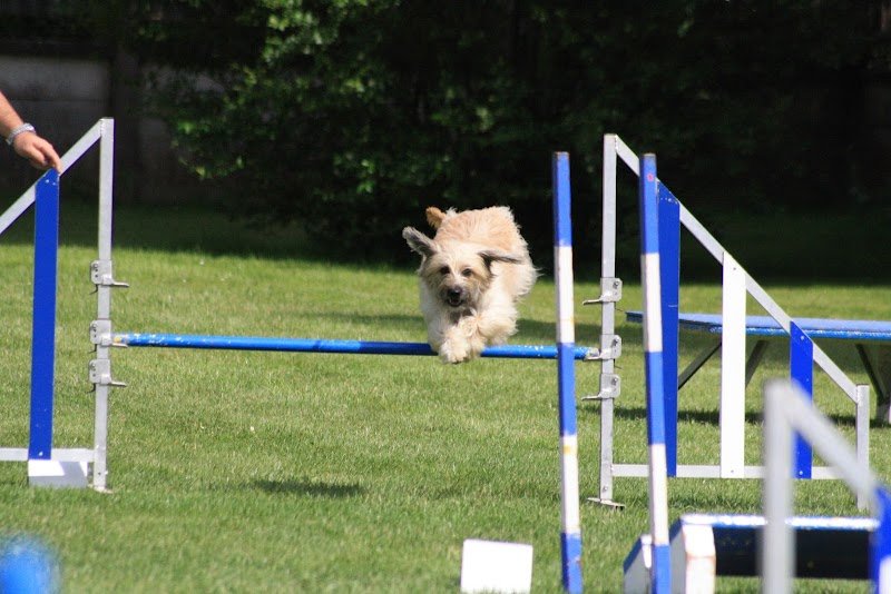 Club d'Education Canine de Valentigney - photo 2