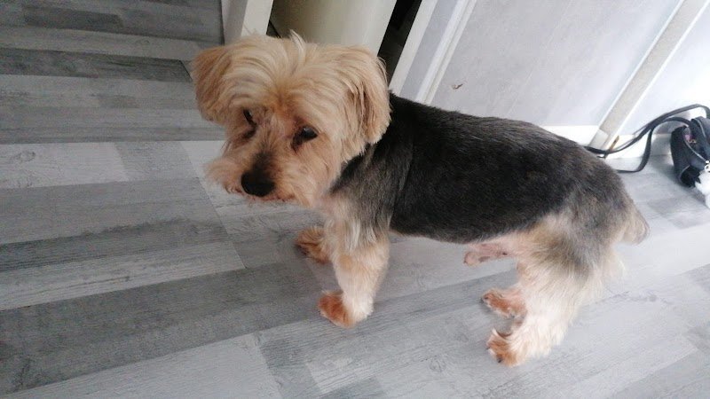 Au bonheur canin - photo 2