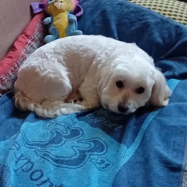 Au bonheur canin - photo 3