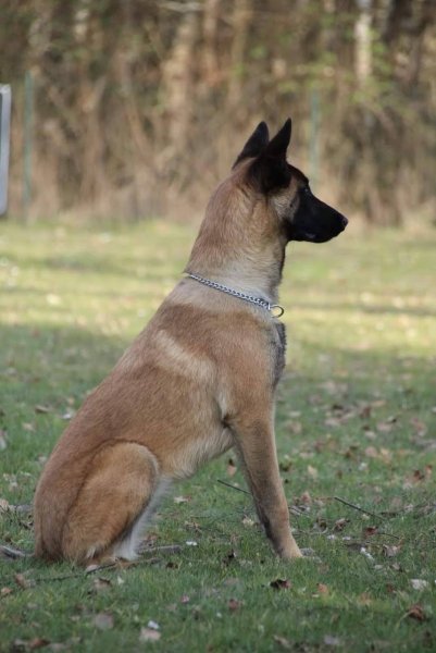 Club canin d’Allenjoie - photo 1