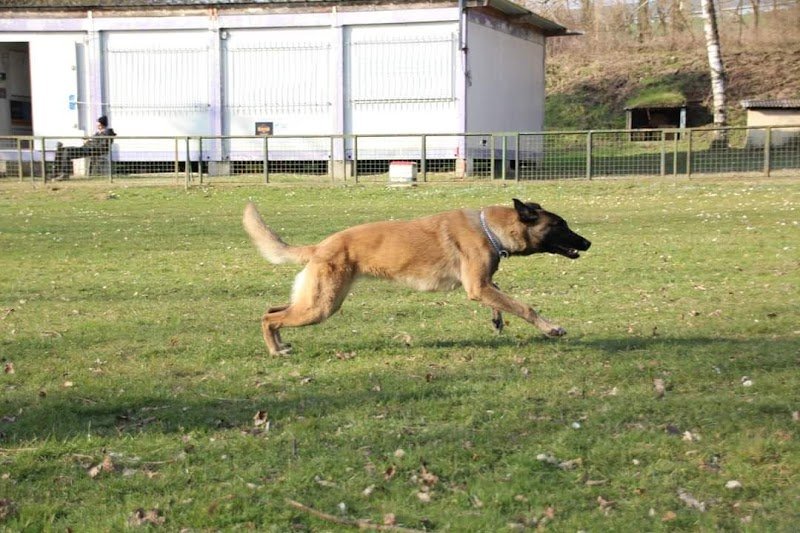 Club canin d’Allenjoie - photo 2