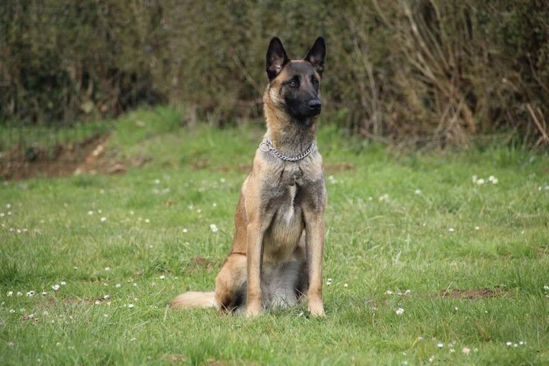 Club canin d’Allenjoie - photo 3