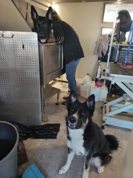 Nom d'un chien ! Toilettage, Pension familiale et Médiation animale