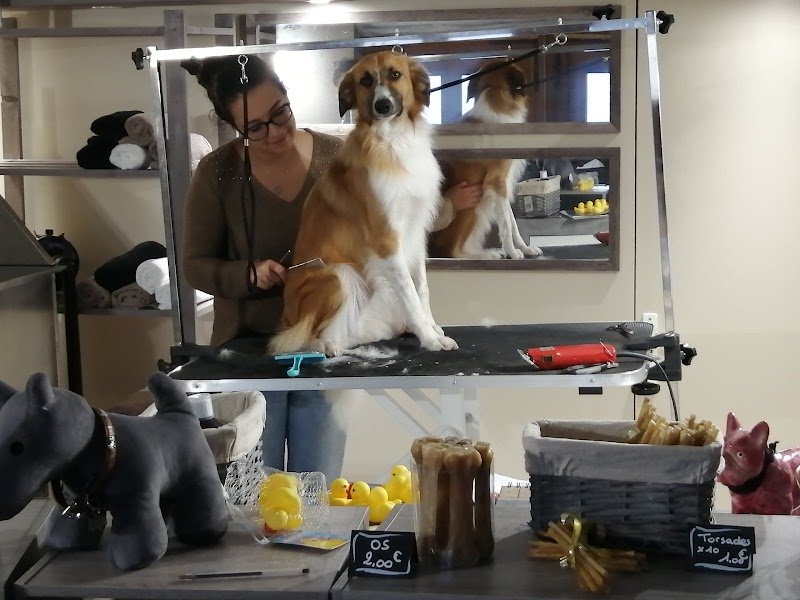 Nom d'un chien ! Toilettage, Pension familiale et Médiation animale - photo 2