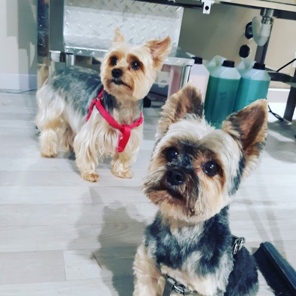 Nom d'un chien ! Toilettage, Pension familiale et Médiation animale - photo 3