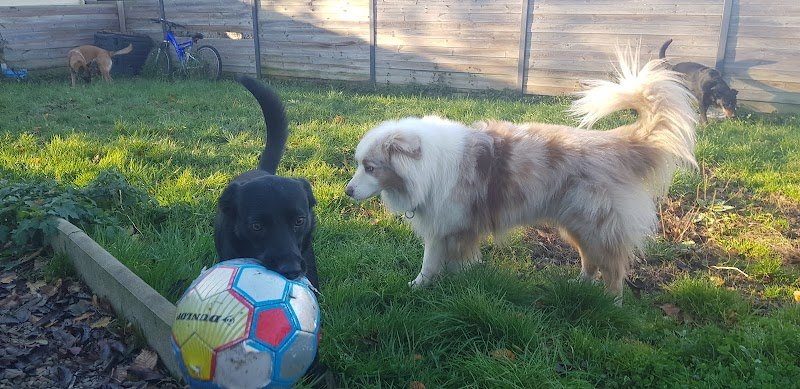 É-du-chien - photo 2