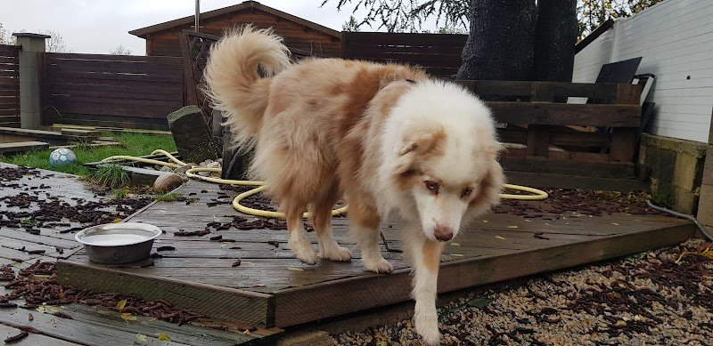 É-du-chien - photo 3