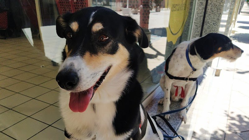 Le Chien Etoile education canine