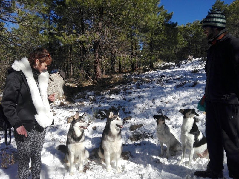 Le Chien Etoile education canine - photo 3