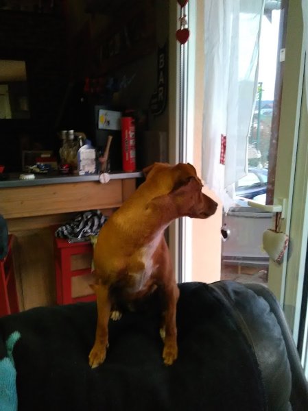 Pension Canine , Cupidog & Cie