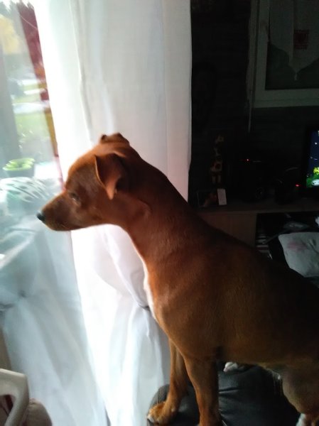 Pension Canine , Cupidog & Cie - photo 2