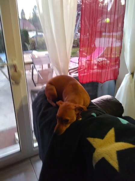 Pension Canine , Cupidog & Cie - photo 3