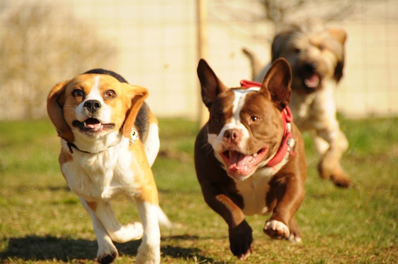 Dog School Academy - Éducateur et comportementaliste canin