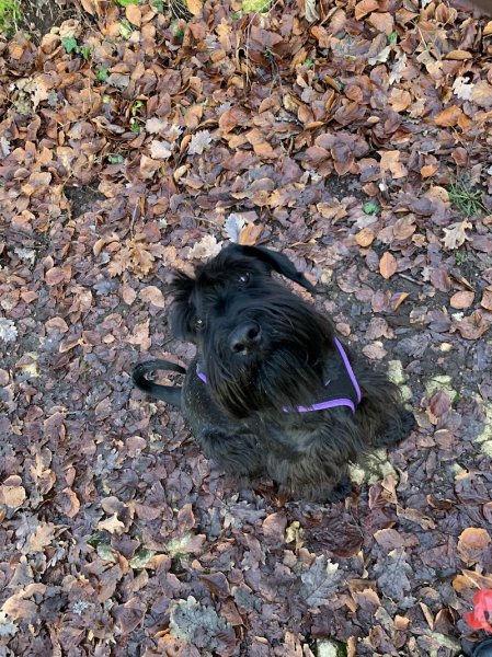 Dog School Academy - Éducateur et comportementaliste canin - photo 2