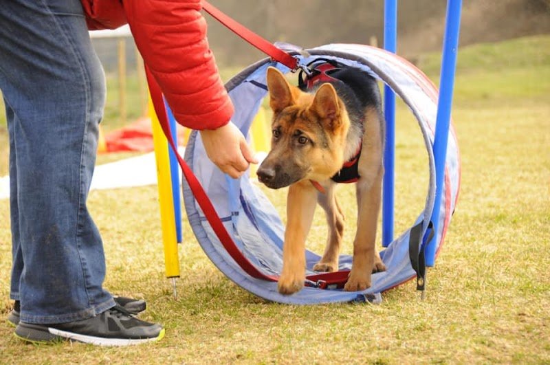 Dog School Academy - Éducateur et comportementaliste canin - photo 3