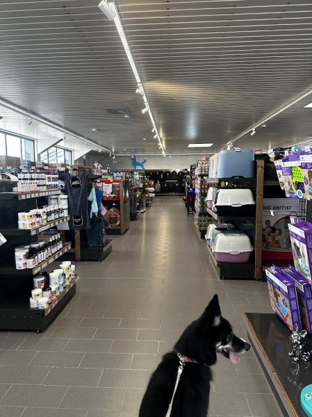 L'esprit Chien - photo 2