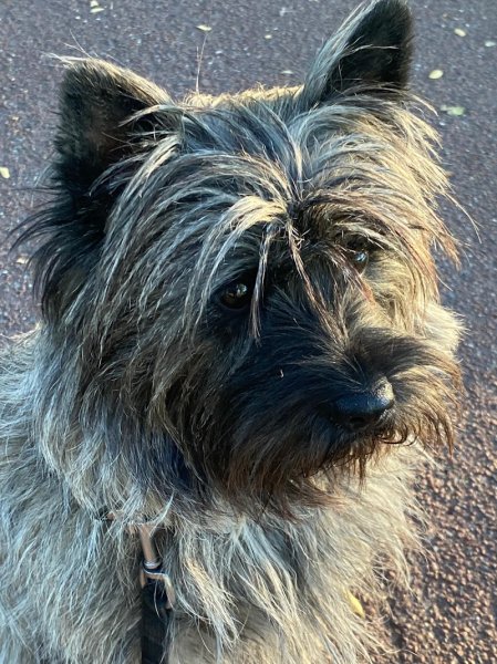 Éducation canine du Chalet du Mont d'or