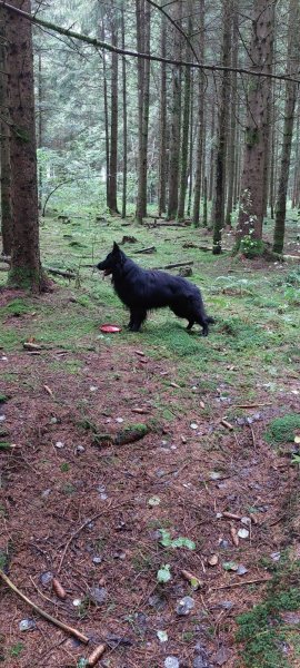 Éducation canine du Chalet du Mont d'or - photo 3