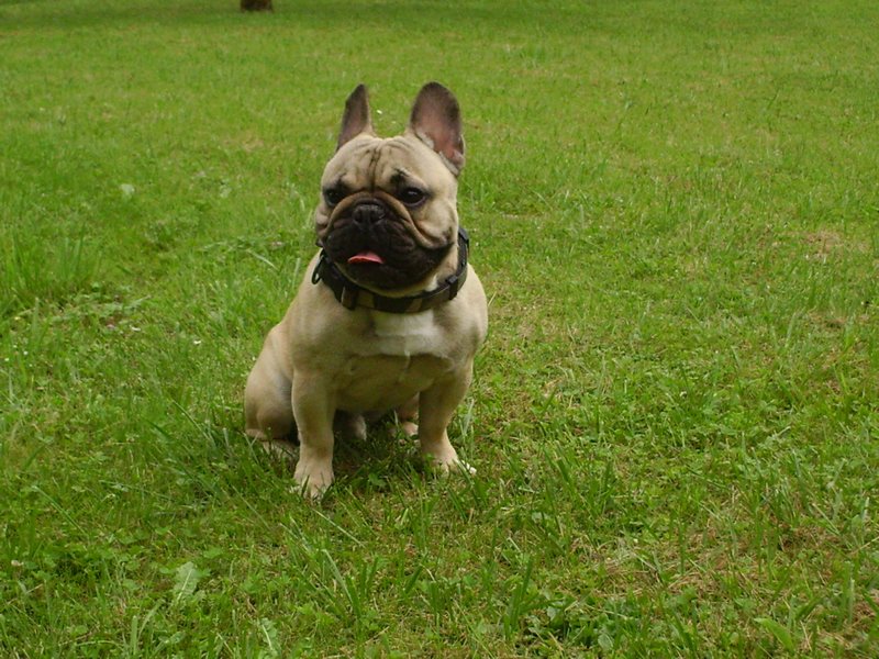 Educ'Services Romuald Thiriot - Pension canine Doubs - photo 2