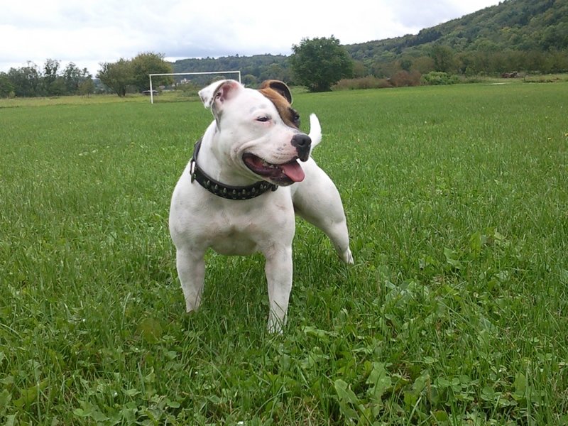 Educ'Services Romuald Thiriot - Pension canine Doubs - photo 3