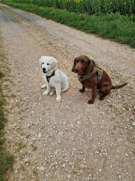 Eduque ton humain - Educateur de chiens et de leurs humains