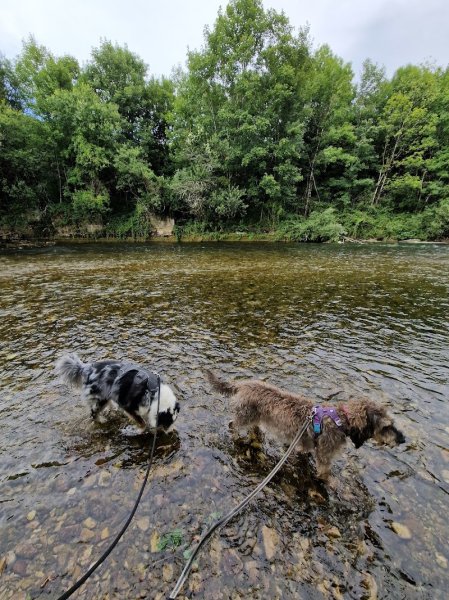 Eduque ton humain - Educateur de chiens et de leurs humains - photo 2