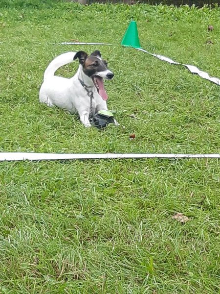 club canin l'isle sur le Doubs - photo 2